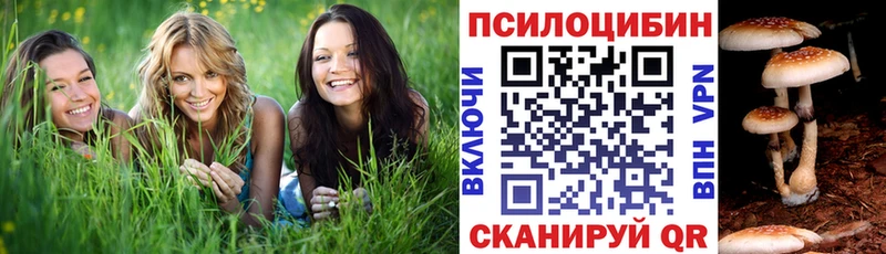 hydra ссылки  дарнет шоп  Камышин  Псилоцибиновые грибы Psilocybine cubensis 